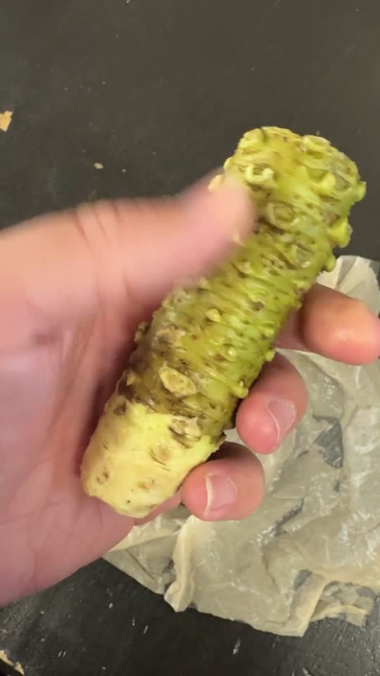 Fresh Japanese Wasabi Root + Steel Shark Grater Bundle