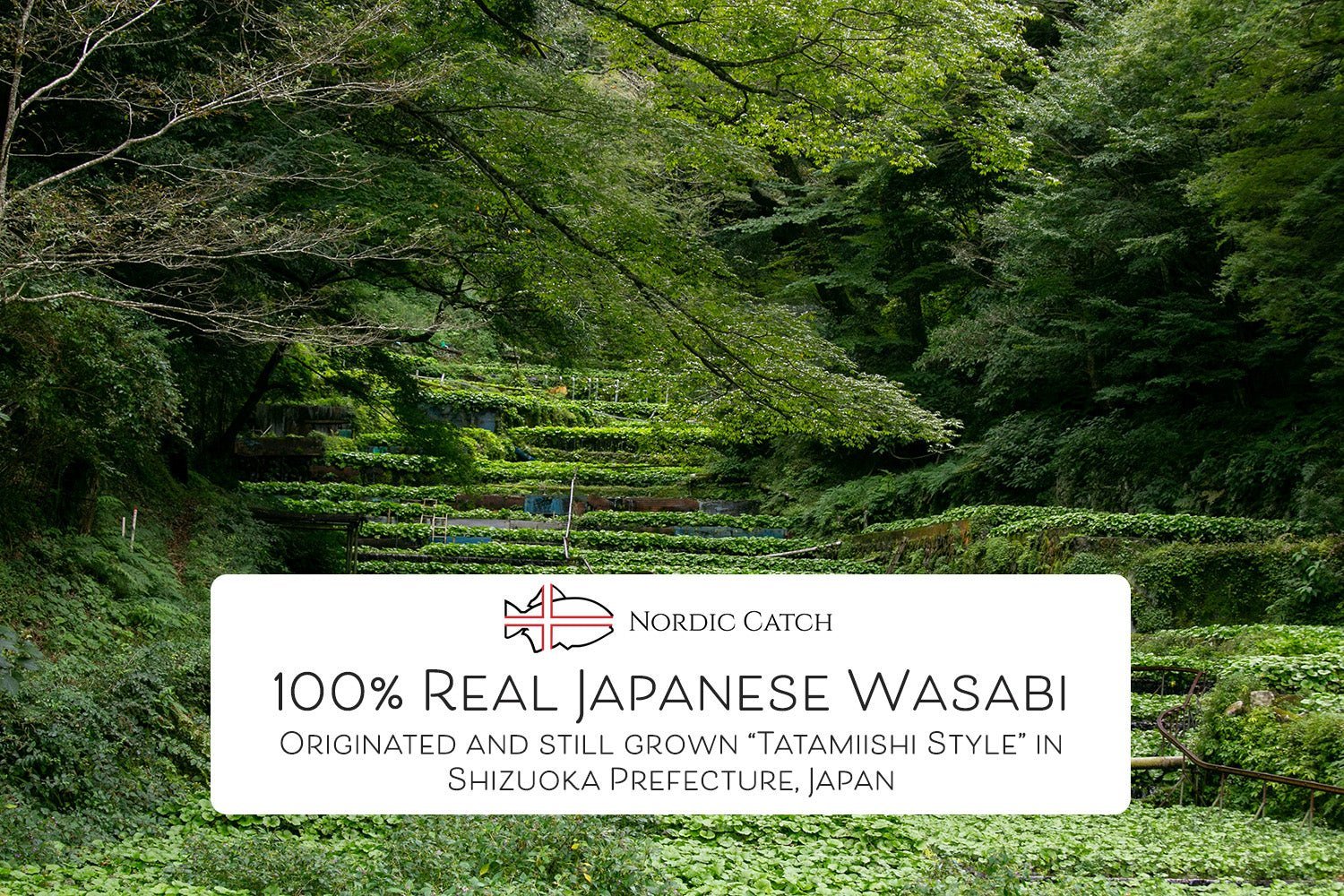 Fresh Japanese Wasabi Root + Steel Shark Grater Bundle